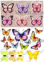 fluturi-vafe-portret