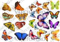 fluturi-vafe-landscape